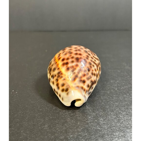 Vintage Tiger Cowrie Shell Cypraea Tigris Spotted Seashell Nautical Beach Decor - Picture 4 of 8